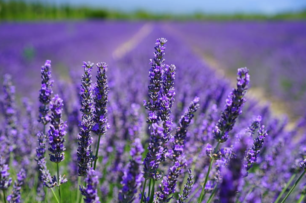 lavender lemongrass plant Muddy Stuff Organic Shea Butter: 8oz. Lavender & Lemongrass Salt Scrub – Muddy Stuff Body Works